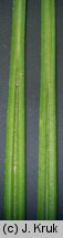 Eriophorum angustifolium (wełnianka wąskolistna)