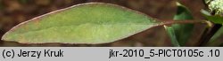Chenopodium strictum (komosa wzniesiona)