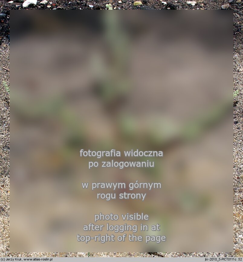 Chenopodium strictum (komosa wzniesiona)
