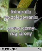 Melampyrum polonicum (pszeniec polski)