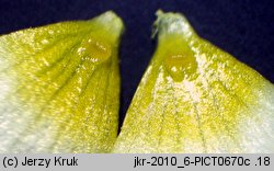 Ranunculus baudotii (jaskier Baudota)