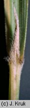 Stipa pulcherrima (ostnica powabna)