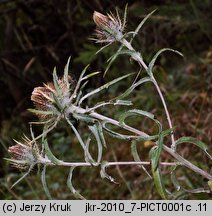 Carlina longifolia (dziewięćsił długolistny)