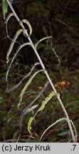 Carlina longifolia (dziewięćsił długolistny)