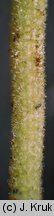 Eriophorum gracile (wełnianka delikatna)