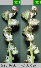 Atriplex prostrata ssp. latifolia (łoboda oszczepowata szerokolistna)