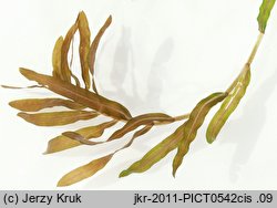 Potamogeton crispus (rdestnica kÄ™dzierzawa)