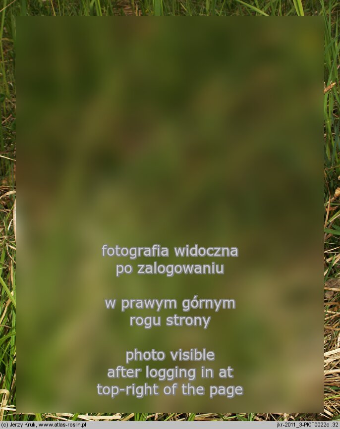 Carex caryophyllea (turzyca wiosenna)