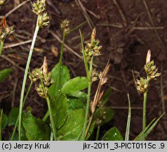 Carex pilulifera (turzyca pigułkowata)