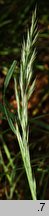 Calamagrostis arundinacea (trzcinnik leśny)