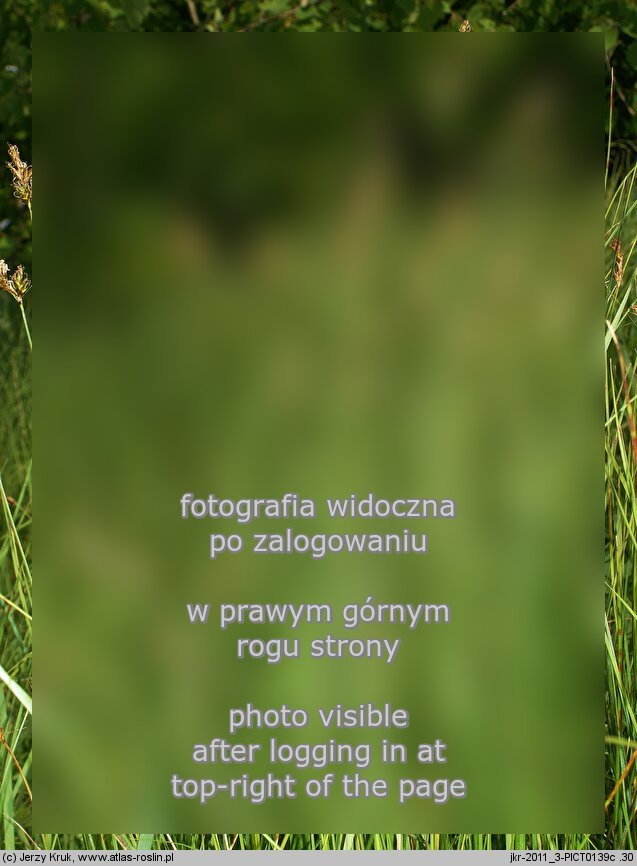 Carex curvata (turzyca odgięta)