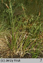 Carex supina (turzyca delikatna)