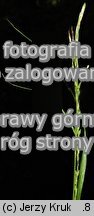 Carex strigosa (turzyca zgrzebÅ‚owata)