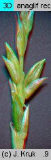 Carex strigosa (turzyca zgrzebłowata)