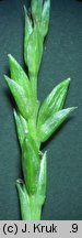 Carex strigosa (turzyca zgrzebłowata)