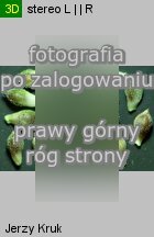Carex pediformis (turzyca stopowata)