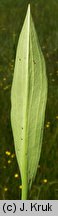 Alisma lanceolatum (Å¼abieniec lancetowaty)