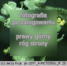 Chenopodium suecicum (komosa zielona)