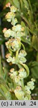 Chenopodium striatiforme (komosa drobnolistna)