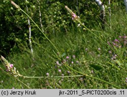 Onobrychis viciifolia (sparceta siewna)