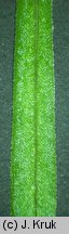 Stellaria longifolia (gwiazdnica długolistna)