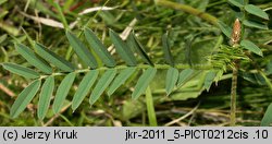 Onobrychis viciifolia (sparceta siewna)
