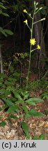 Hieracium barbatum (jastrzębiec gałęzisty)