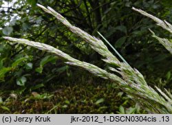 Corynephorus canescens (szczotlicha siwa)