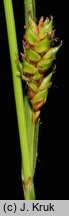 Carex distans (turzyca odległokłosa)