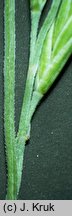 Festuca valesiaca (kostrzewa walezyjska)