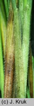 Festuca nigrescens (kostrzewa czarniawa)