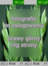 Festuca psammophila × ovina