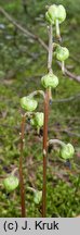 Pyrola chlorantha (gruszyczka zielonawa)