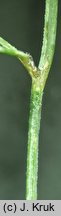 Festuca psammophila (kostrzewa piaskowa)