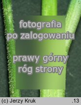 Festuca trachyphylla (kostrzewa murawowa)