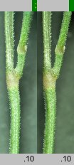 Carex pallens (turzyca bladozielona)