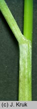Festuca psammophila (kostrzewa piaskowa)