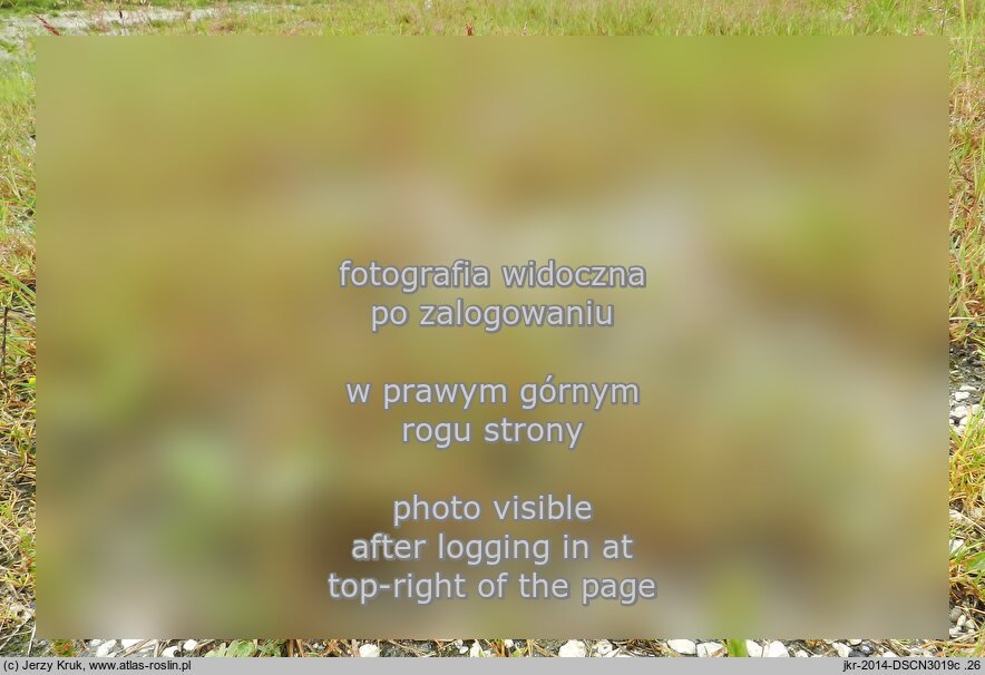 Agrostis stolonifera (mietlica rozÅ‚ogowa)