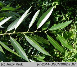 Salix triandra ssp. discolor (wierzba migdaÅ‚owa)