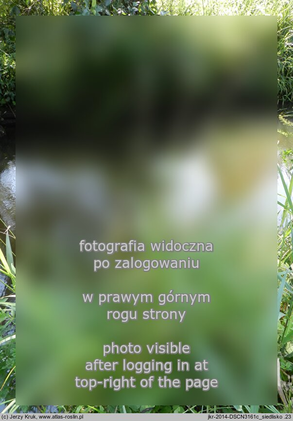 Trisetum sibiricum (konietlica syberyjska)