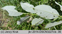 Salix myrsinifolia (wierzba czarniawa)