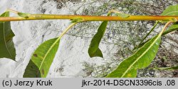 Salix acutifolia (wierzba ostrolistna)