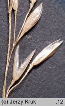 Agrostis canina (mietlica psia)