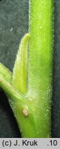 Salix triandra ssp. discolor (wierzba migdałowa)