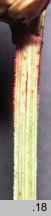 Carex spicata (turzyca ściśniona)