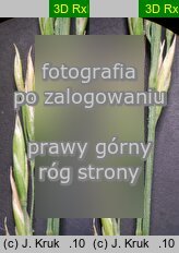 Festuca amethystina (kostrzewa ametystowa)