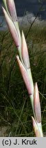 Elymus farctus ssp. boreali-atlanticus (perz sitowy nadmorski)