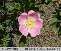 Rosa rubiginosa (rÃ³Å¼a rdzawa)