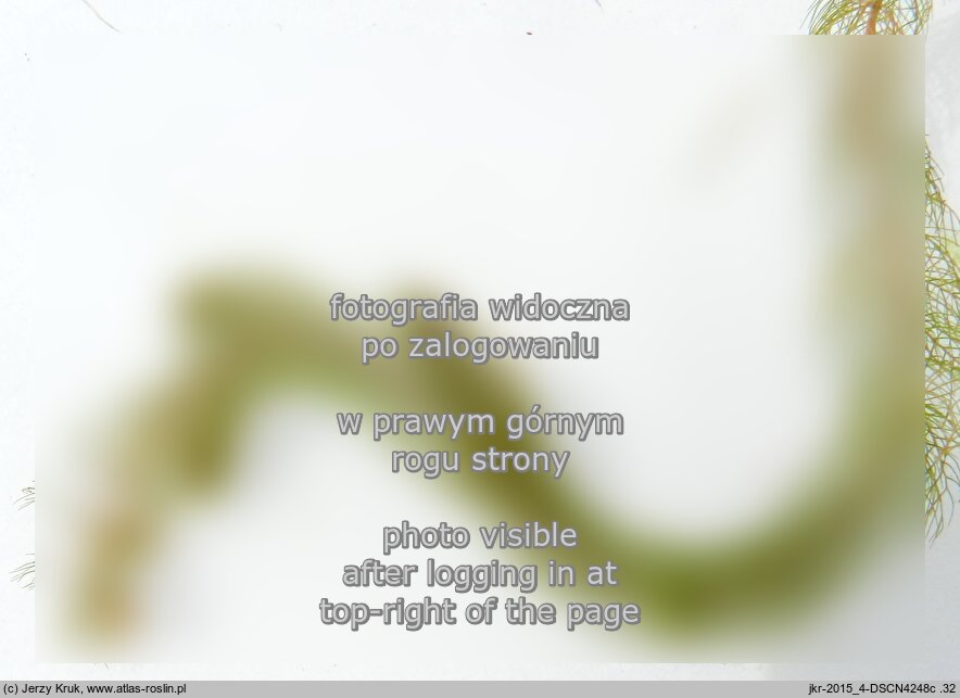 Myriophyllum alterniflorum (wywÅ‚Ã³cznik skrÄ™tolegÅ‚y)