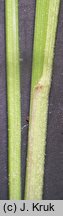 Poa angustifolia (wiechlina wąskolistna)
